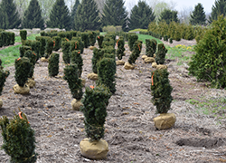 Trees, Shrubs and Vines