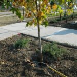 Drought symptoms should be monitored weekly to prevent decline and dieback during the dry months.