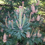 Male and female cones on Scots Pine