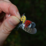 A side view of a hand holding a spotted lanternfly. The insect has a bright yellow body with black spots. Its wings are flared and they have bright fuchsia, white, and black patches as well as black spots.
